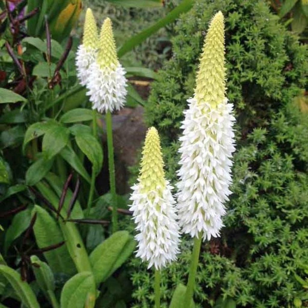 Primula vialii Alison Holland - Primevère