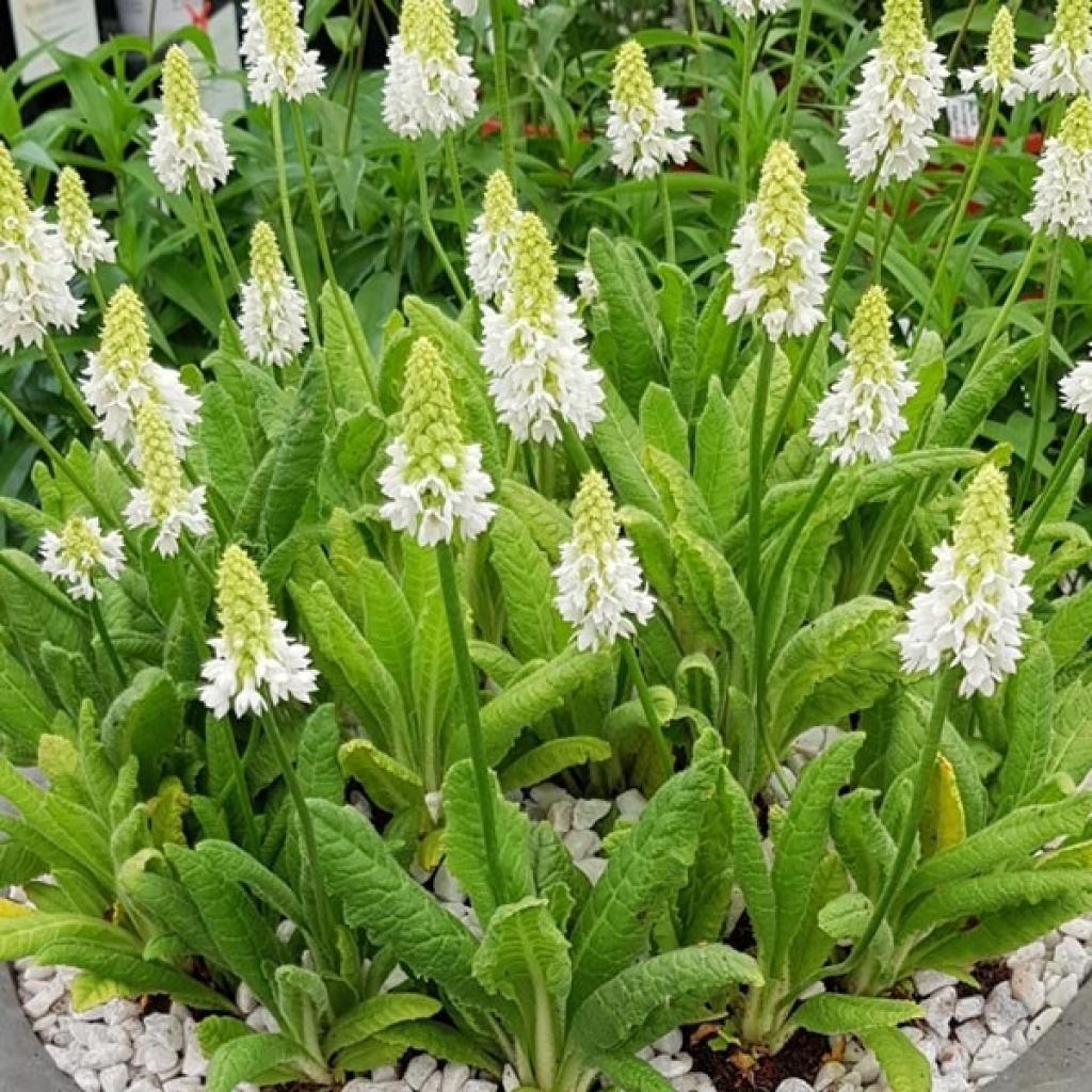 Primula vialii Alison Holland - Primevère