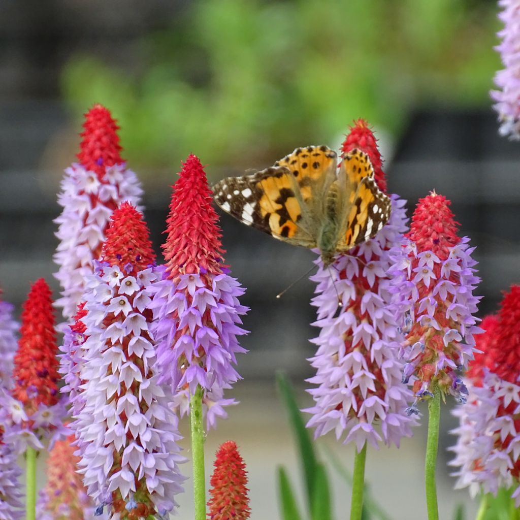 Primevère - Primula vialii