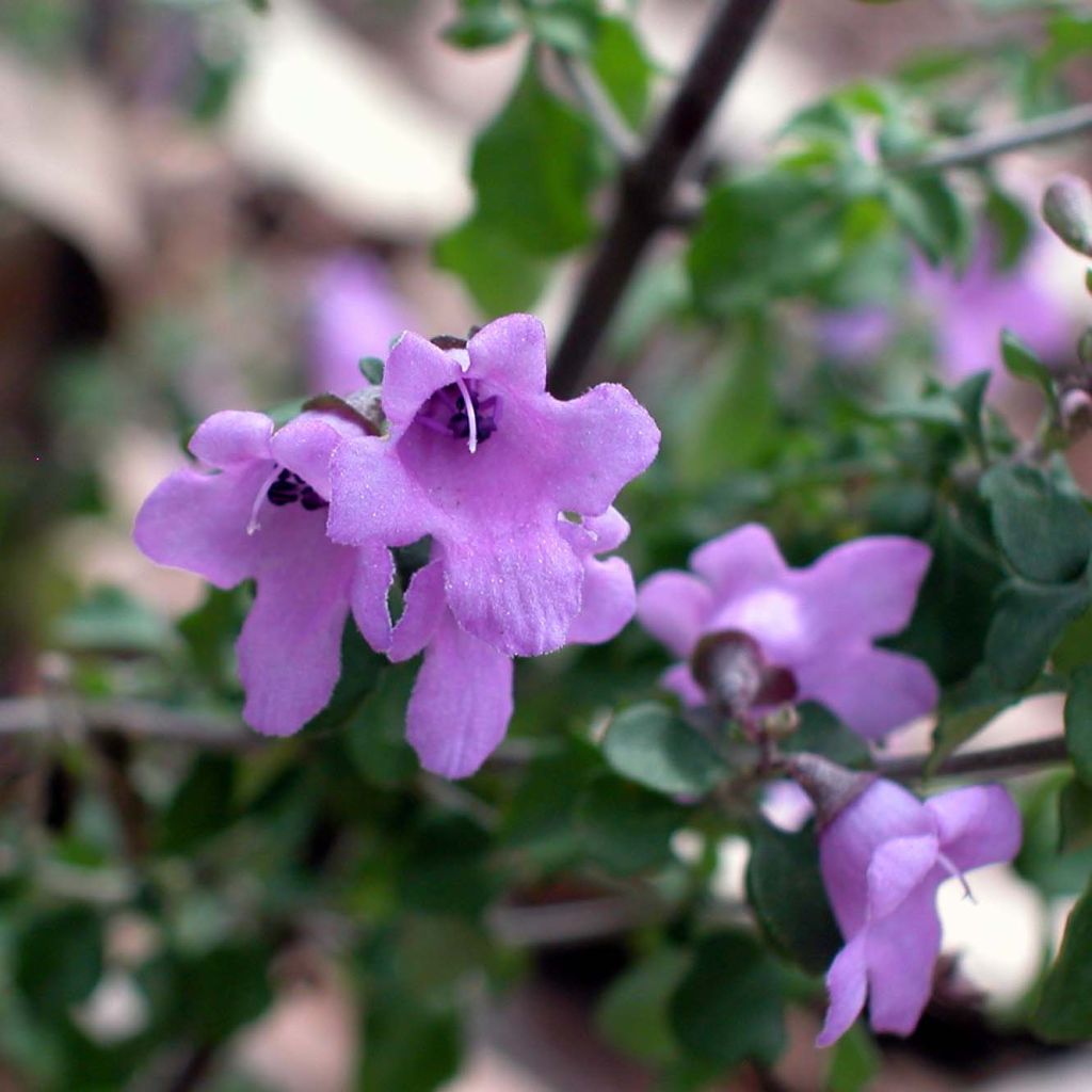 Prostanthera rotundifolia - Menthe d'Australie, Menthe en arbre.