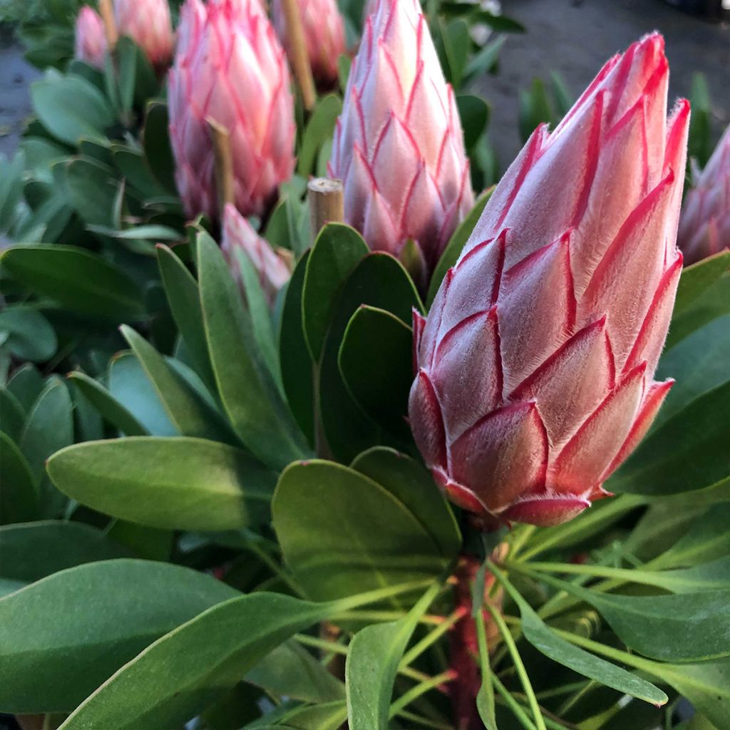 Protea Little Prince - Protée royale