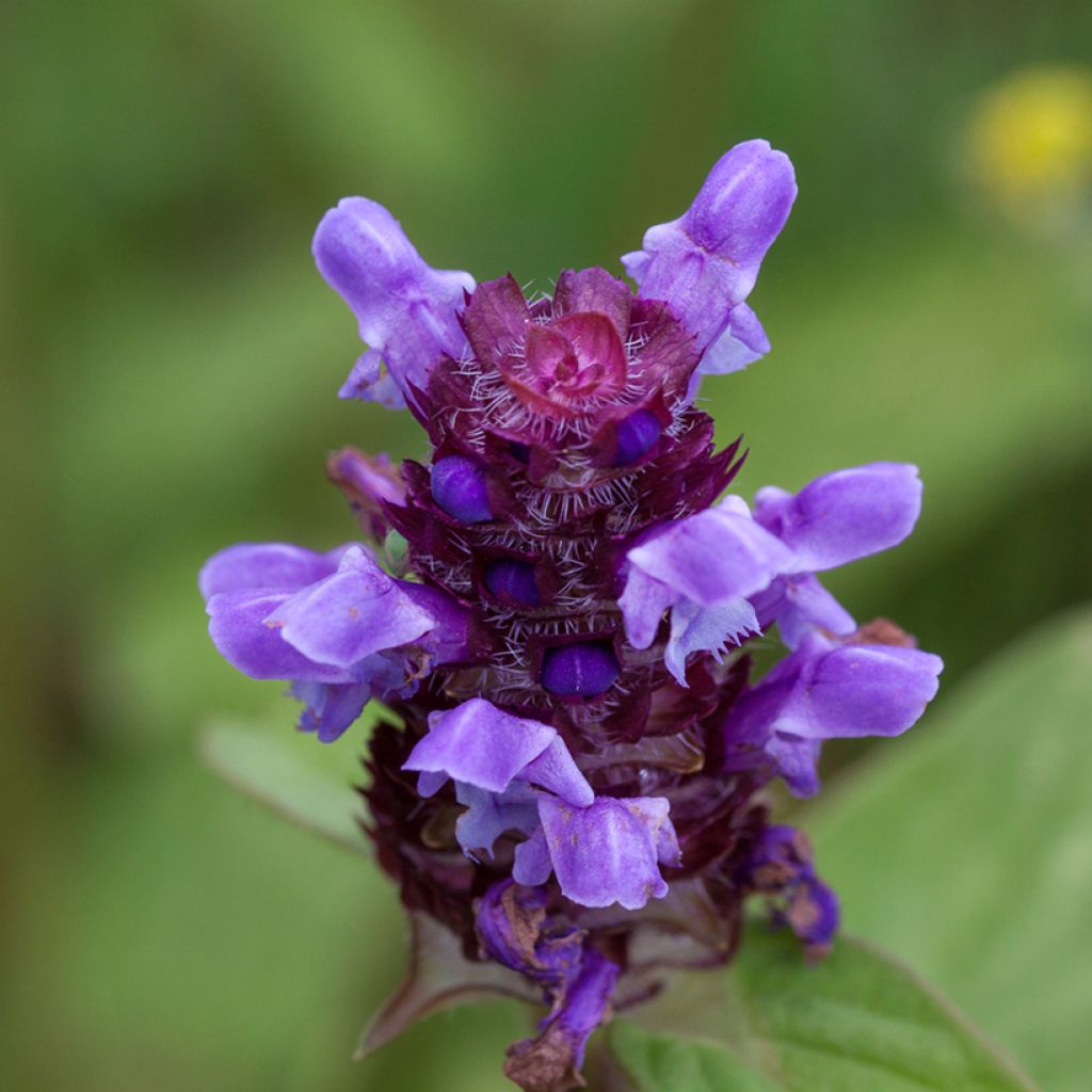 Prunella vulgaris - Brunelle commune