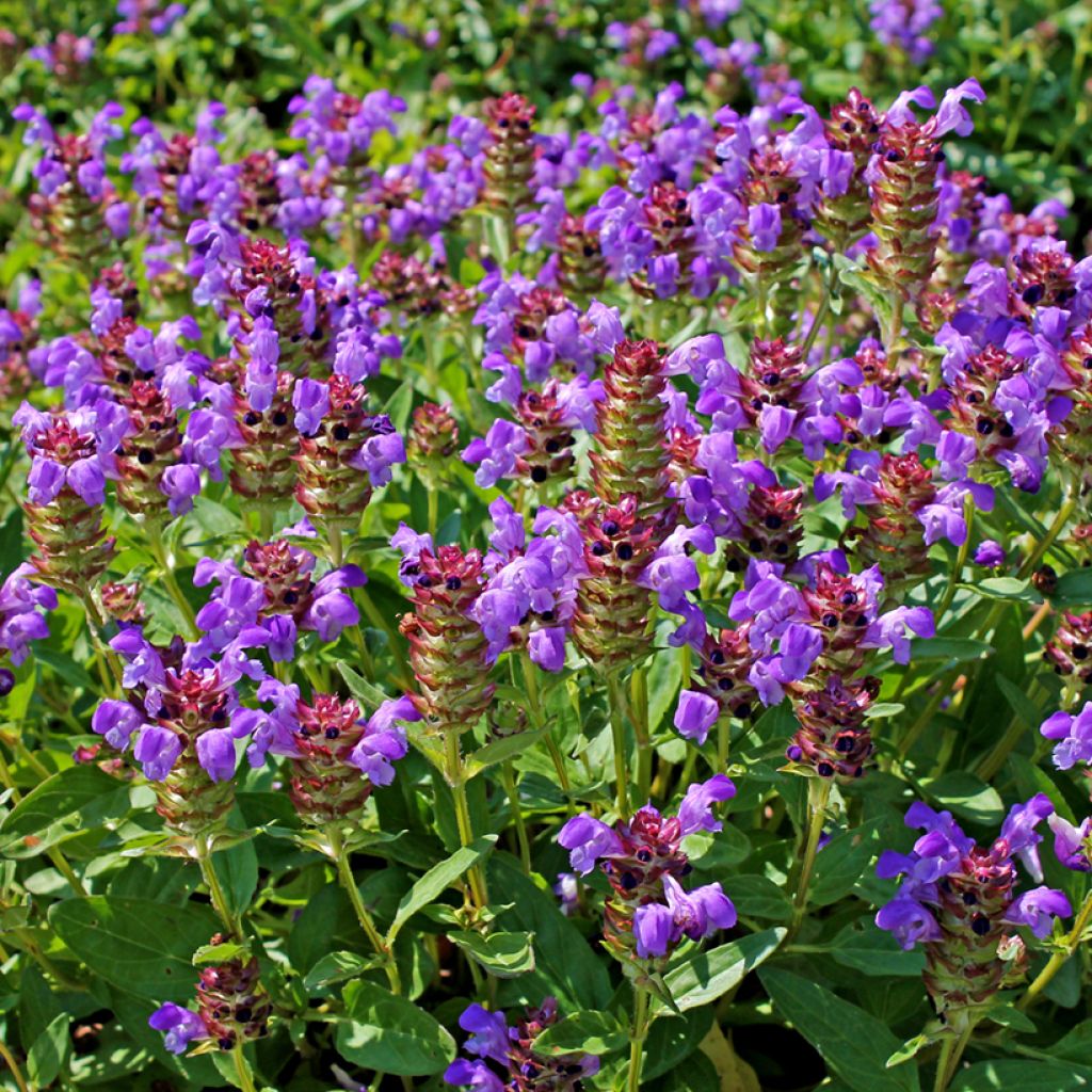 Prunella vulgaris - Brunelle commune