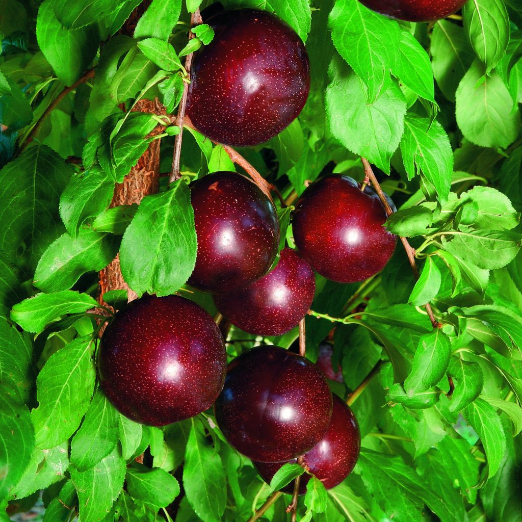 Crimson Glo Plum Tree