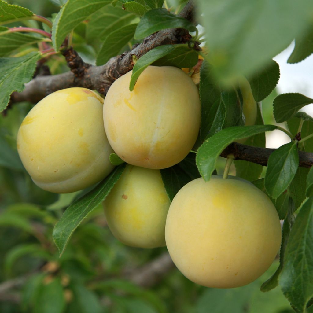 Prunier Prune d'Ente Blanche