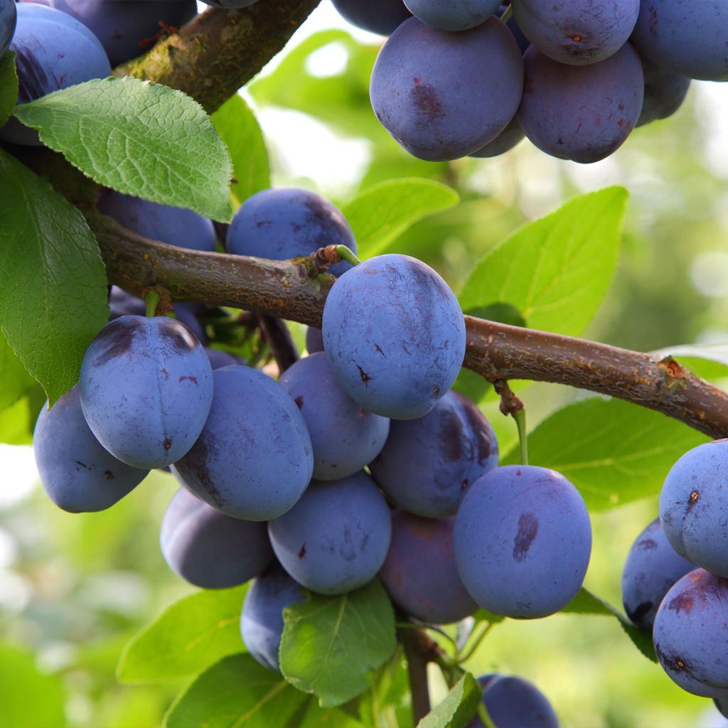 Prunus domestica Mirablue - Common plum
