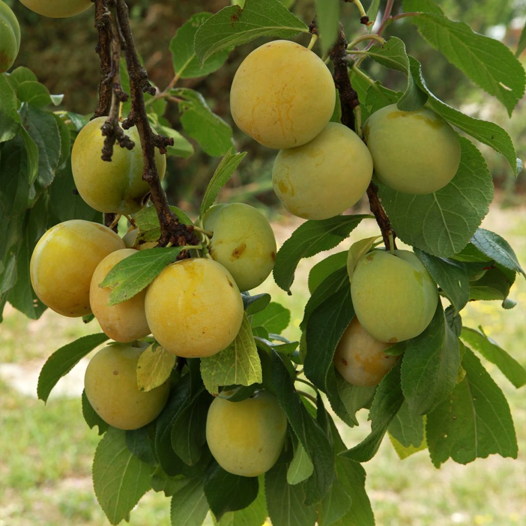 Prunier - Prunus domestica Reine Claude De Juillet Demi-tige en pot de 12l/15l