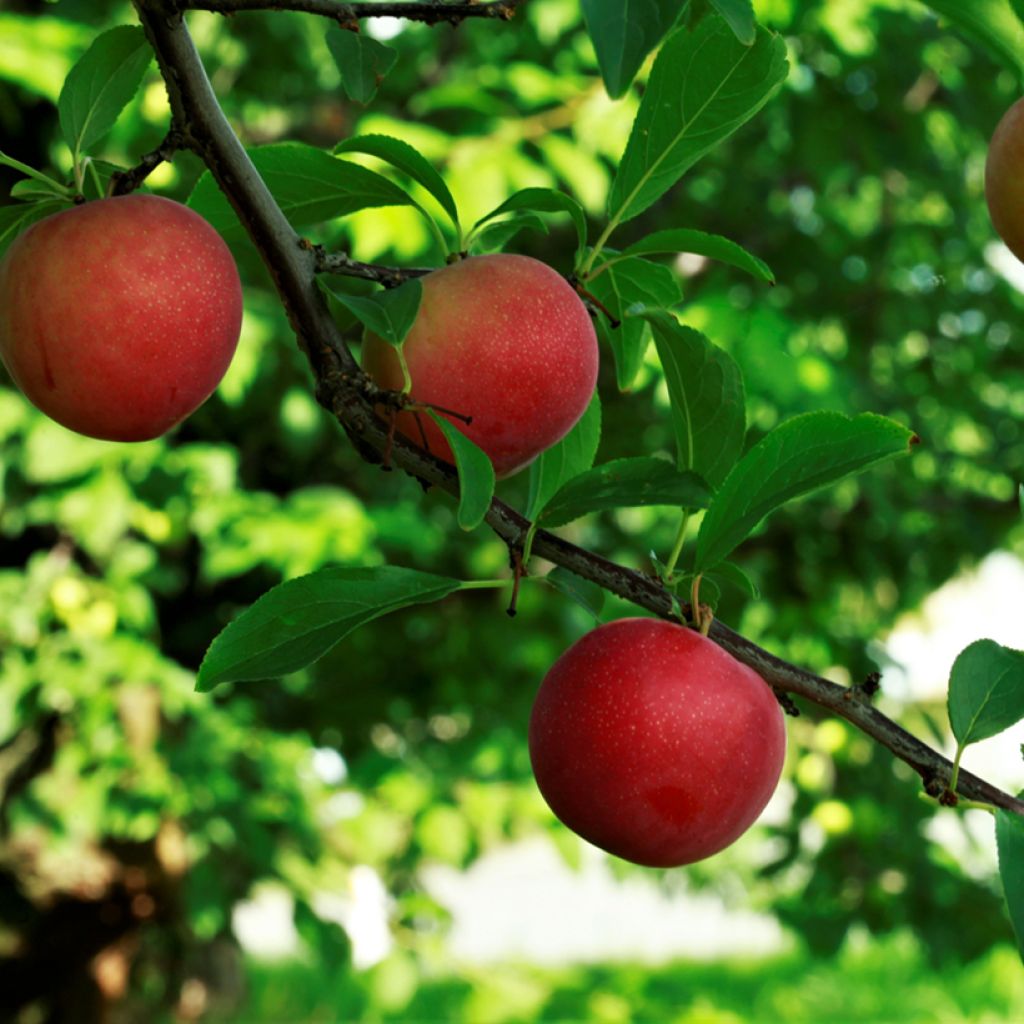 Prunier japonais Allo - Prunus salicina