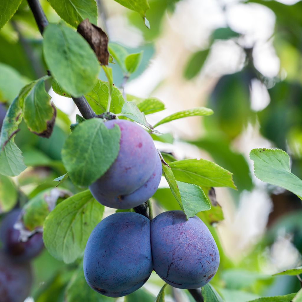 Prunus domestica Hanna - Plum