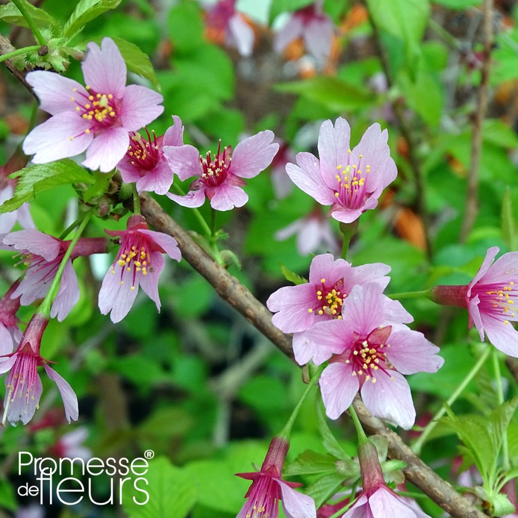 Prunus Okame - Cerisier à fleurs