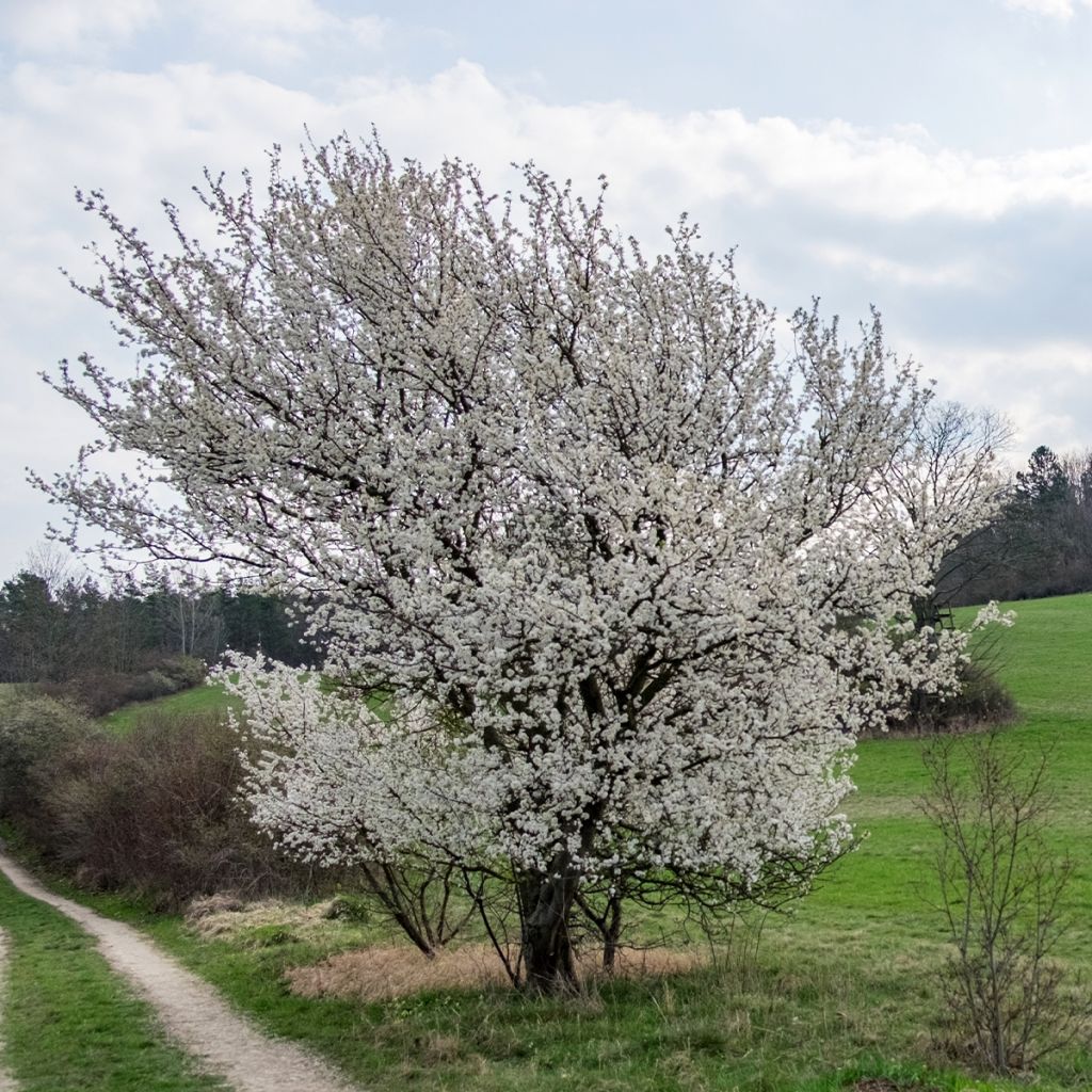 Prunus The Bride