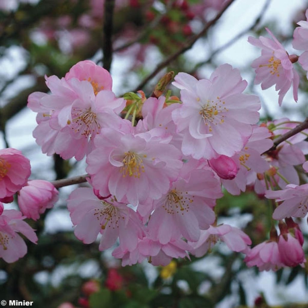 Prunus  Accolade