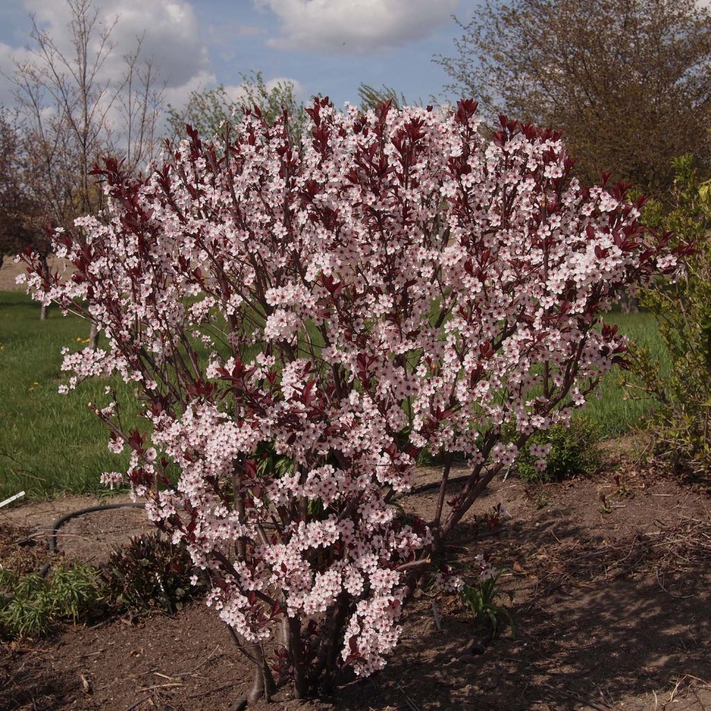 Prunus cistena - Prunier des sables