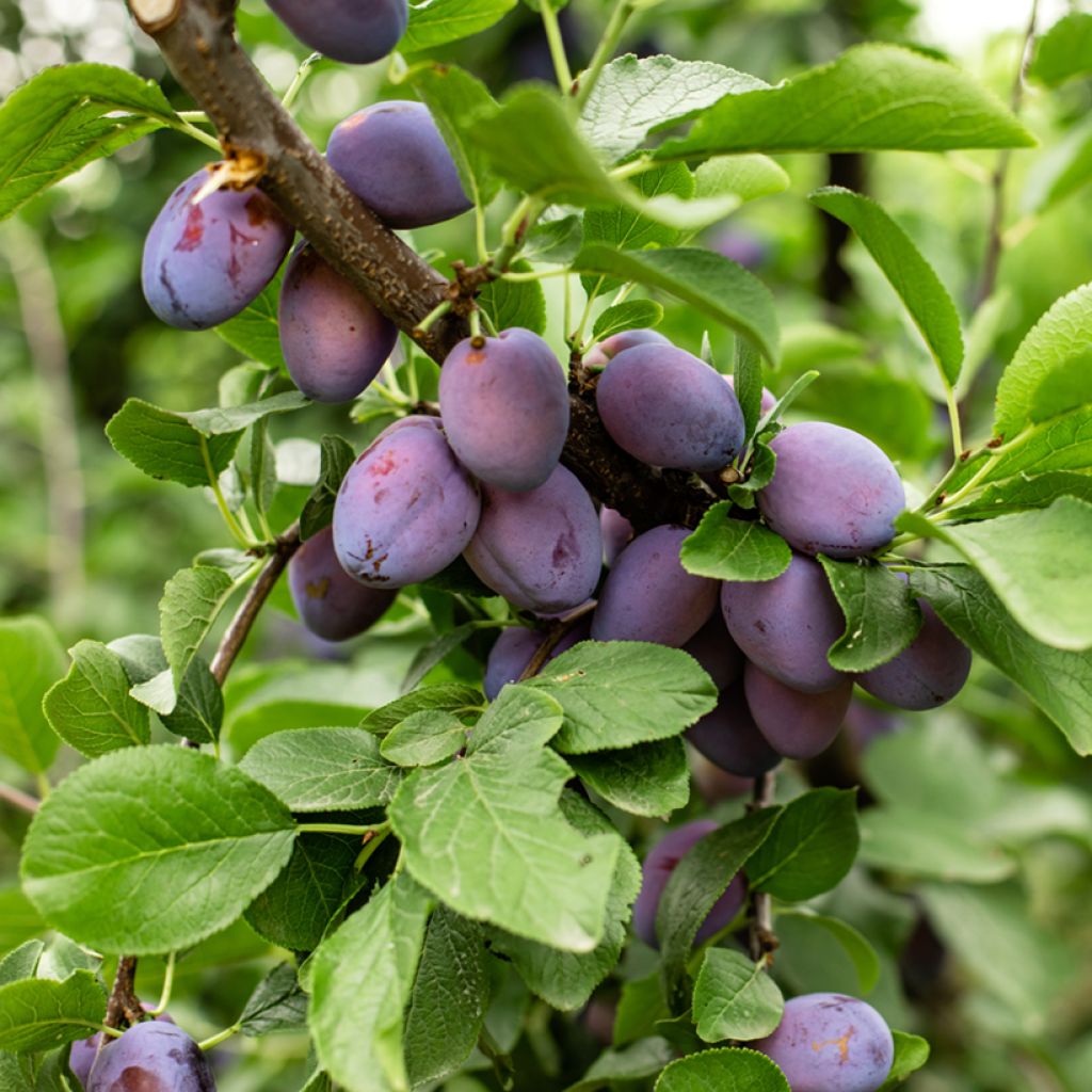 Prunus domestica Węgierka Zwykła - Common plum