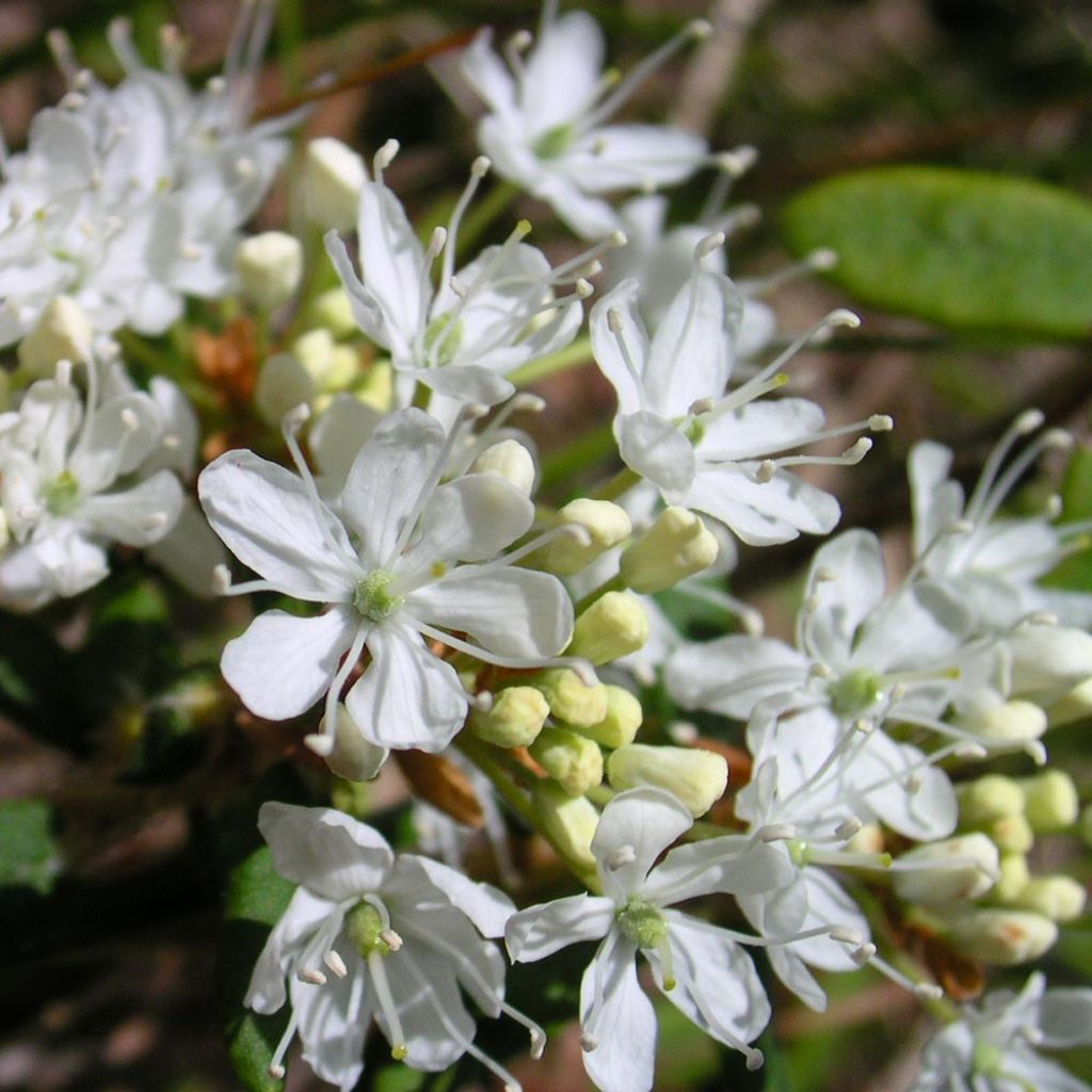 Prunus x eminens Umbraculifera