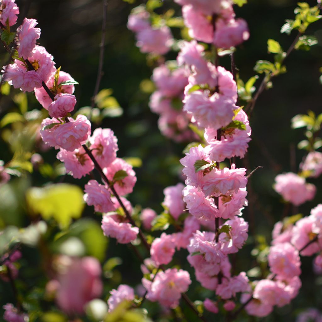 Prunus glandulosa Sinensis - Dwarf flowering Almond