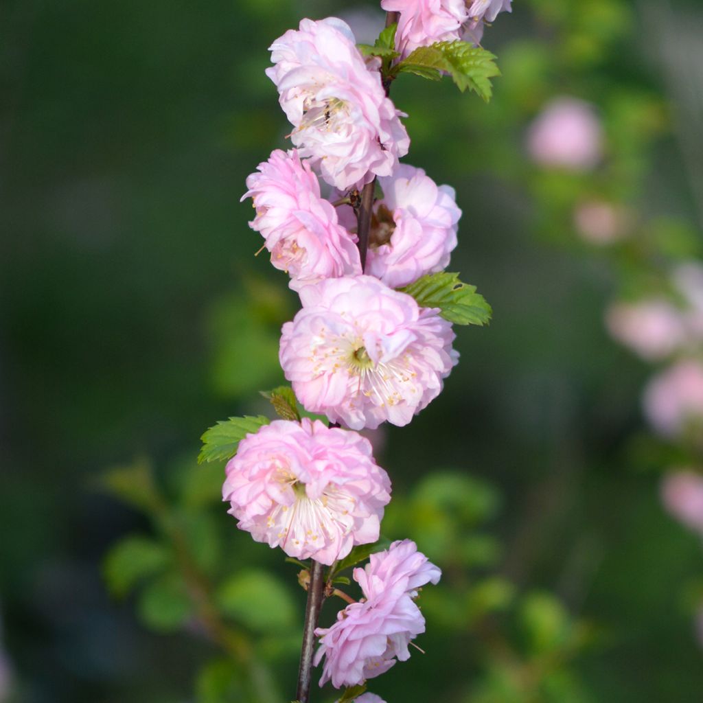 Prunus glandulosa Sinensis - Dwarf flowering Almond