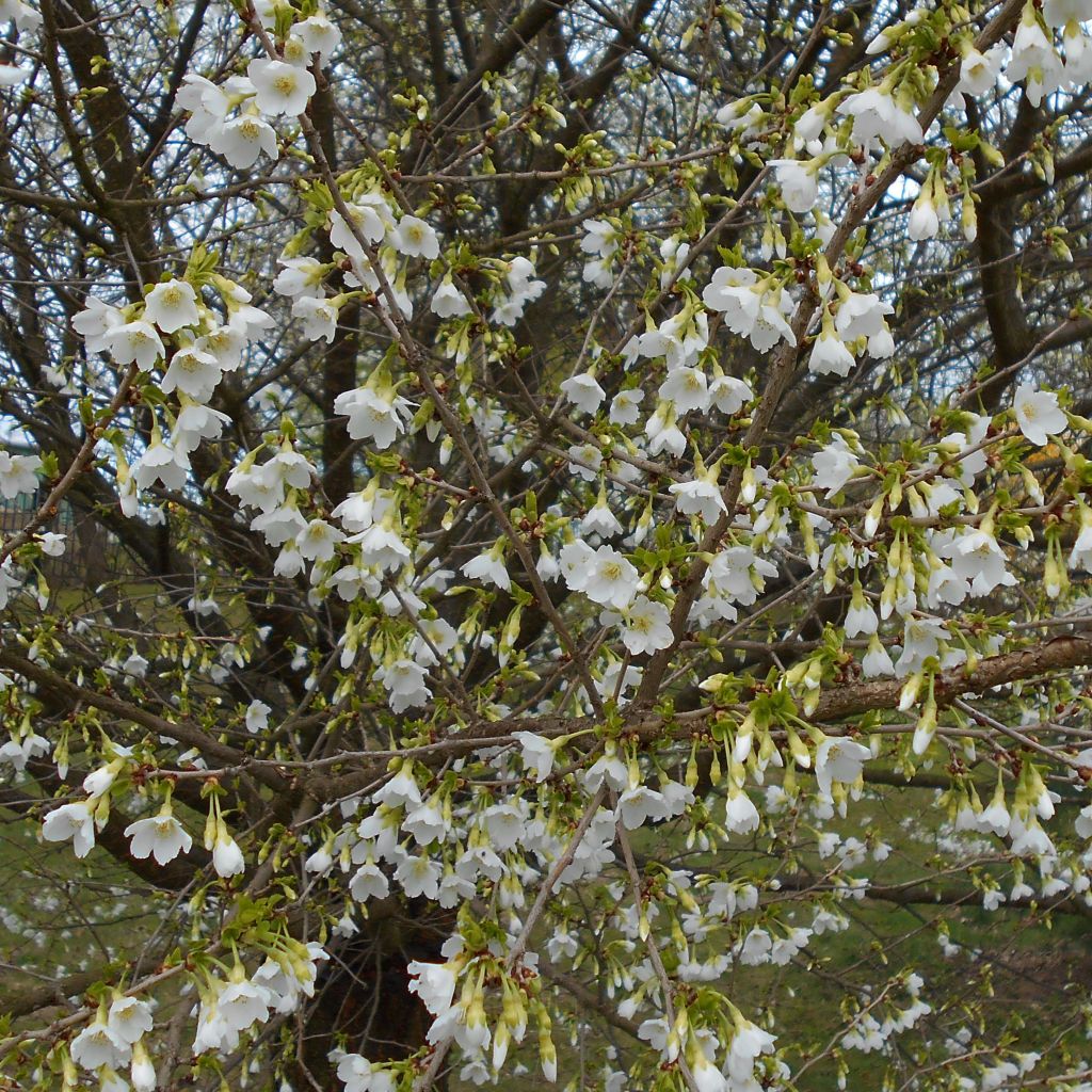 Cerisier à fleurs du Japon nain - Prunus incisa Yamadei