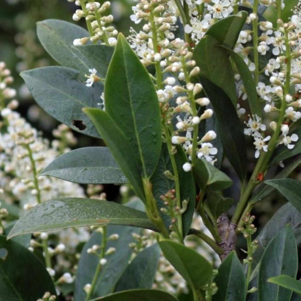 Laurier Cerise - Prunus laurocerasus Mano