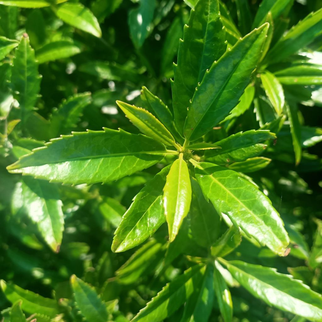 Prunus laurocerasus SOFIA - Cherry Laurel