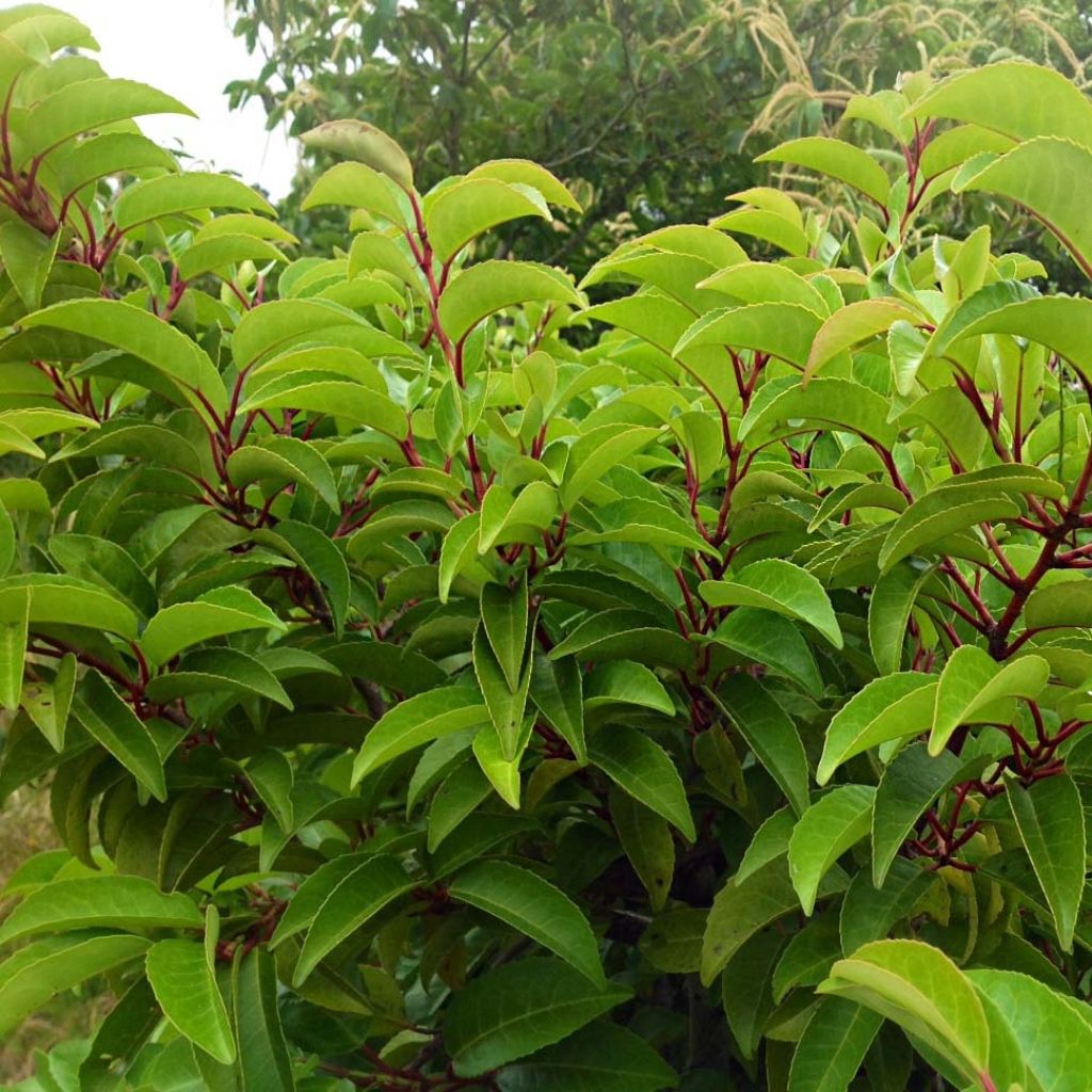 Prunus lusitanica Tico - Laurier des Açores