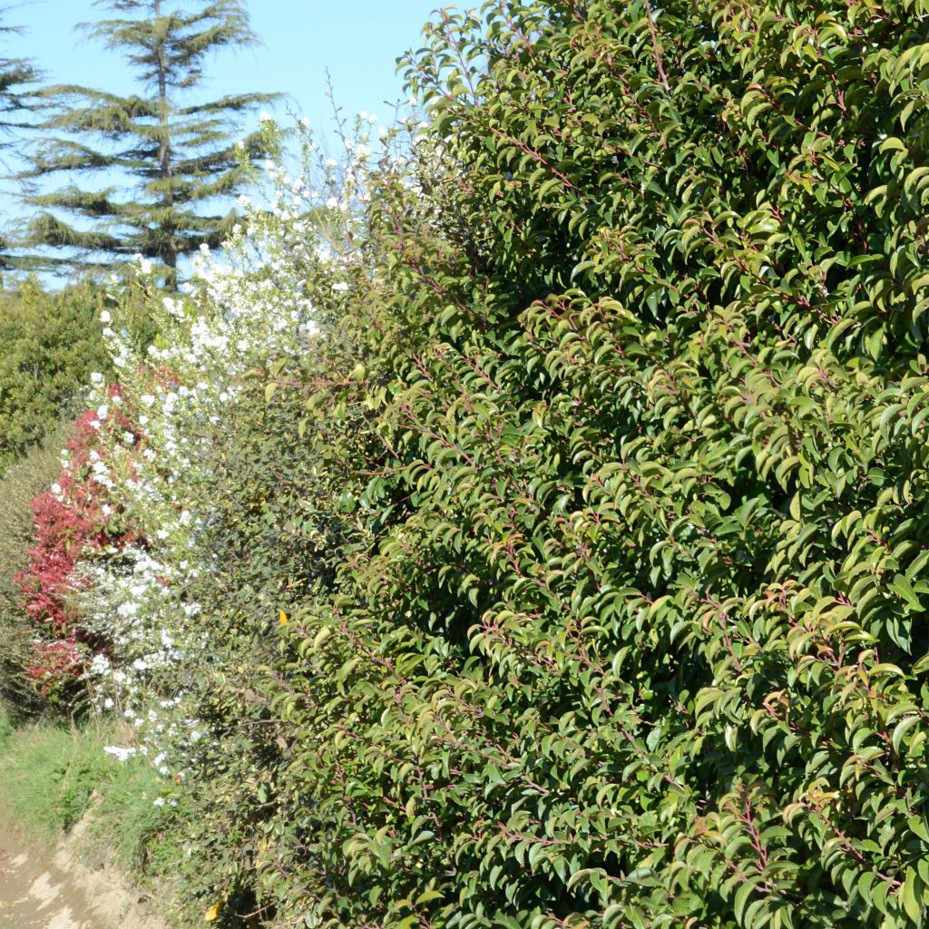 Prunus lusitanica Tico - Laurier des Açores
