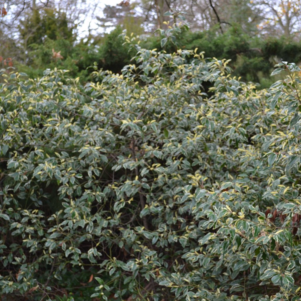 Laurier du Portugal panaché - Prunus lusitanica Variegata