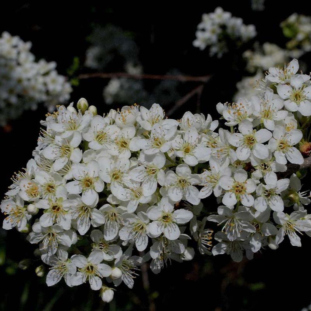 Prunus mahaleb - Bois de sainte Lucie