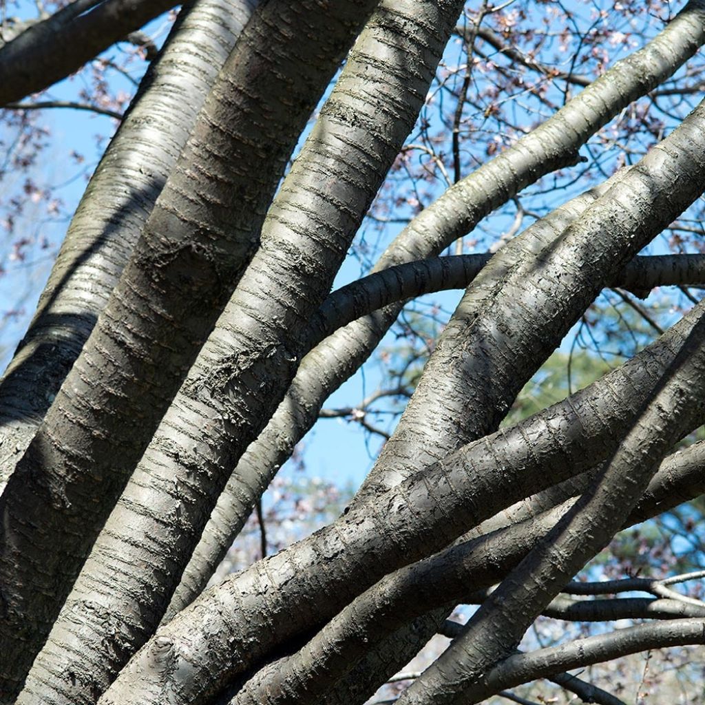 Cerisier à fleurs de Sargent - Prunus sargentii 