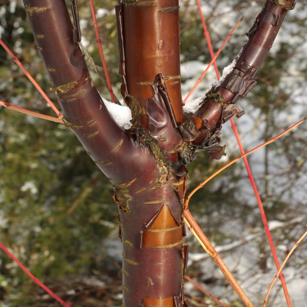 Prunus serrula Amber Scots - Cerisier du Tibet 