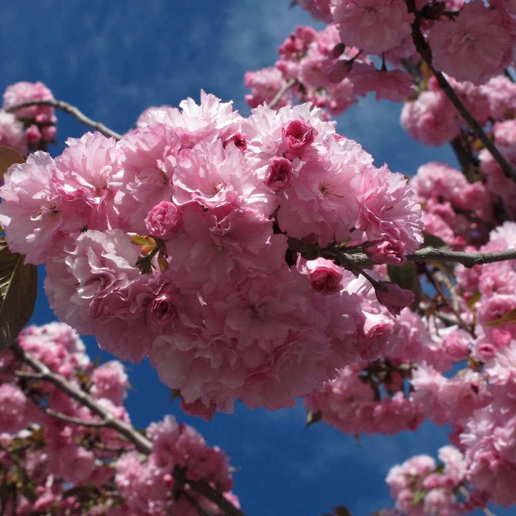 Prunus serrulata Royal Burgundy