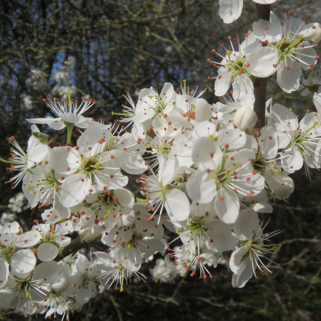 Prunus spinosa 