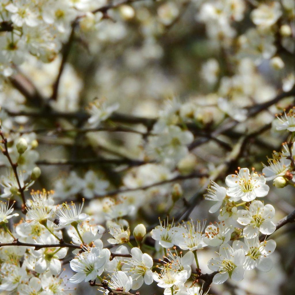 Prunellier - Prunus spinosa