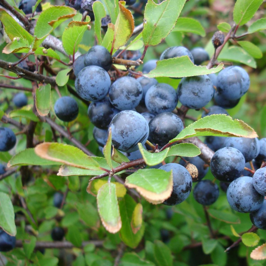 Prunellier - Prunus spinosa