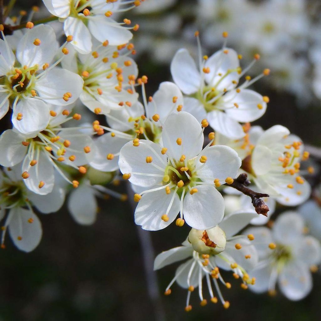 Prunellier - Prunus spinosa