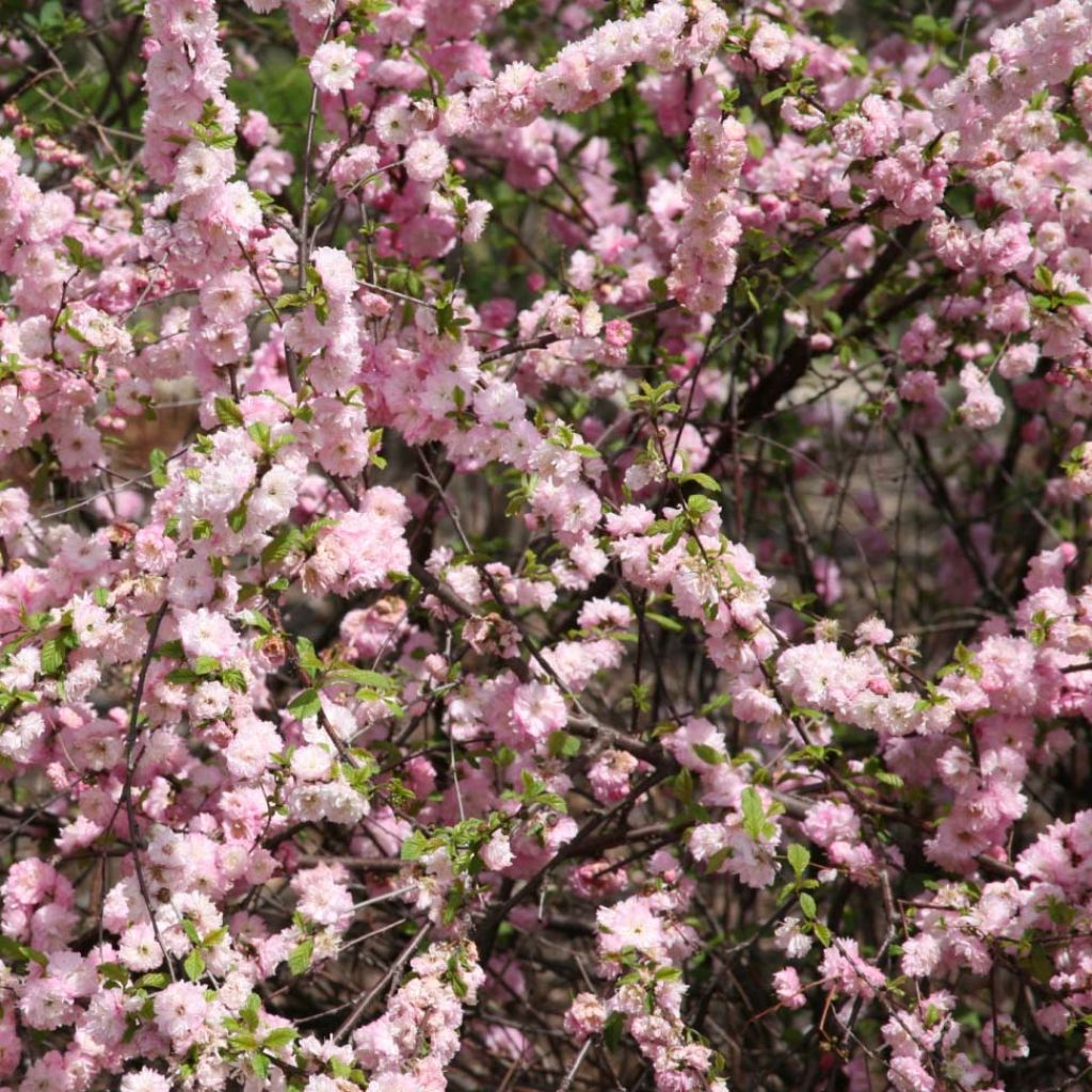 Prunus triloba 