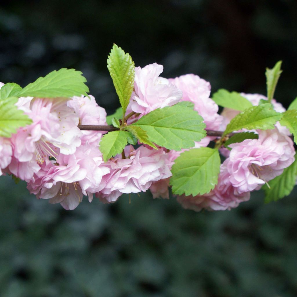 Amandier à fleurs - Prunus triloba