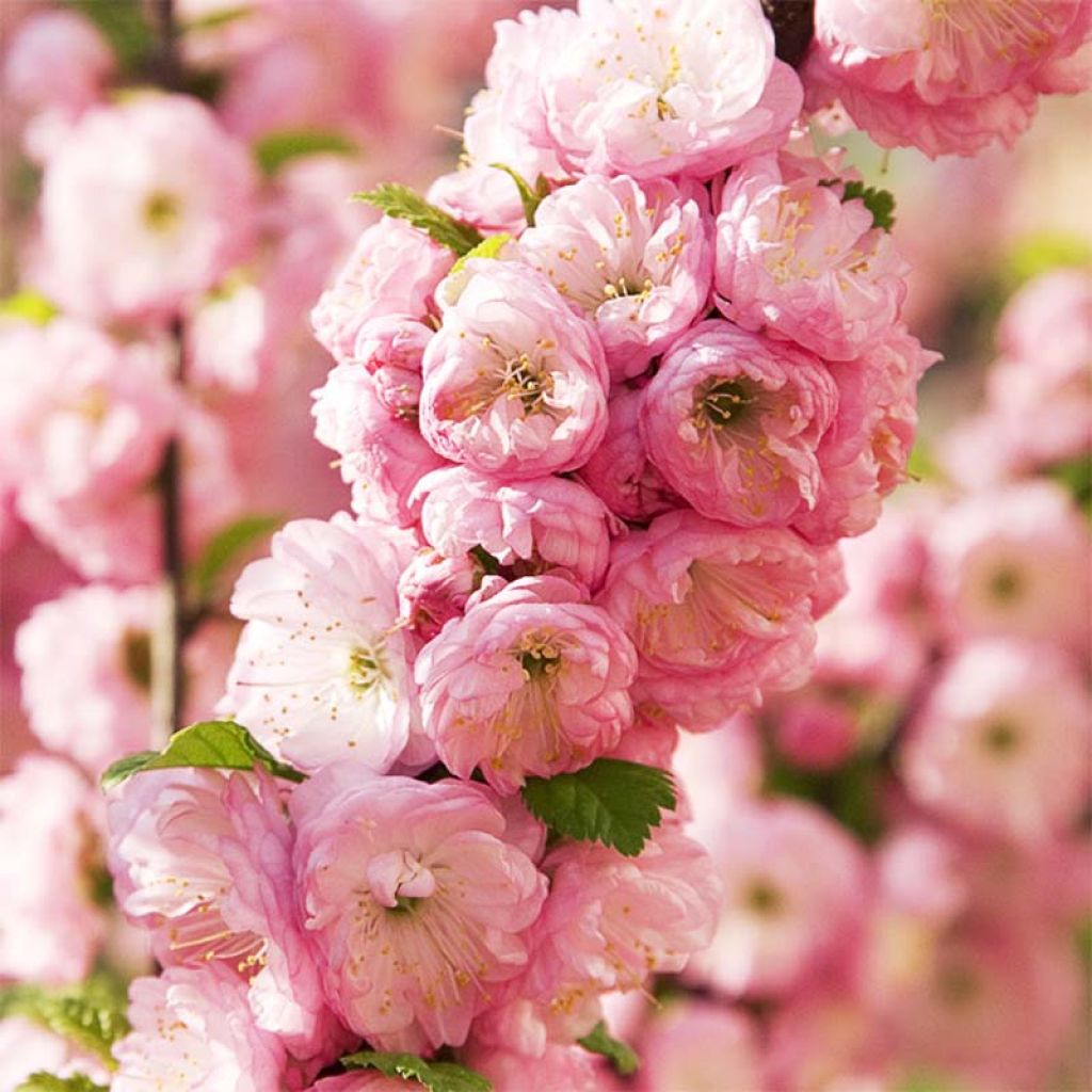 Amandier à fleurs - Prunus triloba