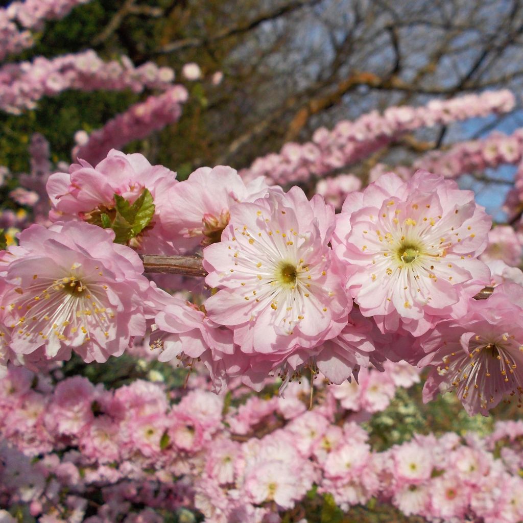 Amandier à fleurs - Amandier de Chine - Prunus triloba Multiplex