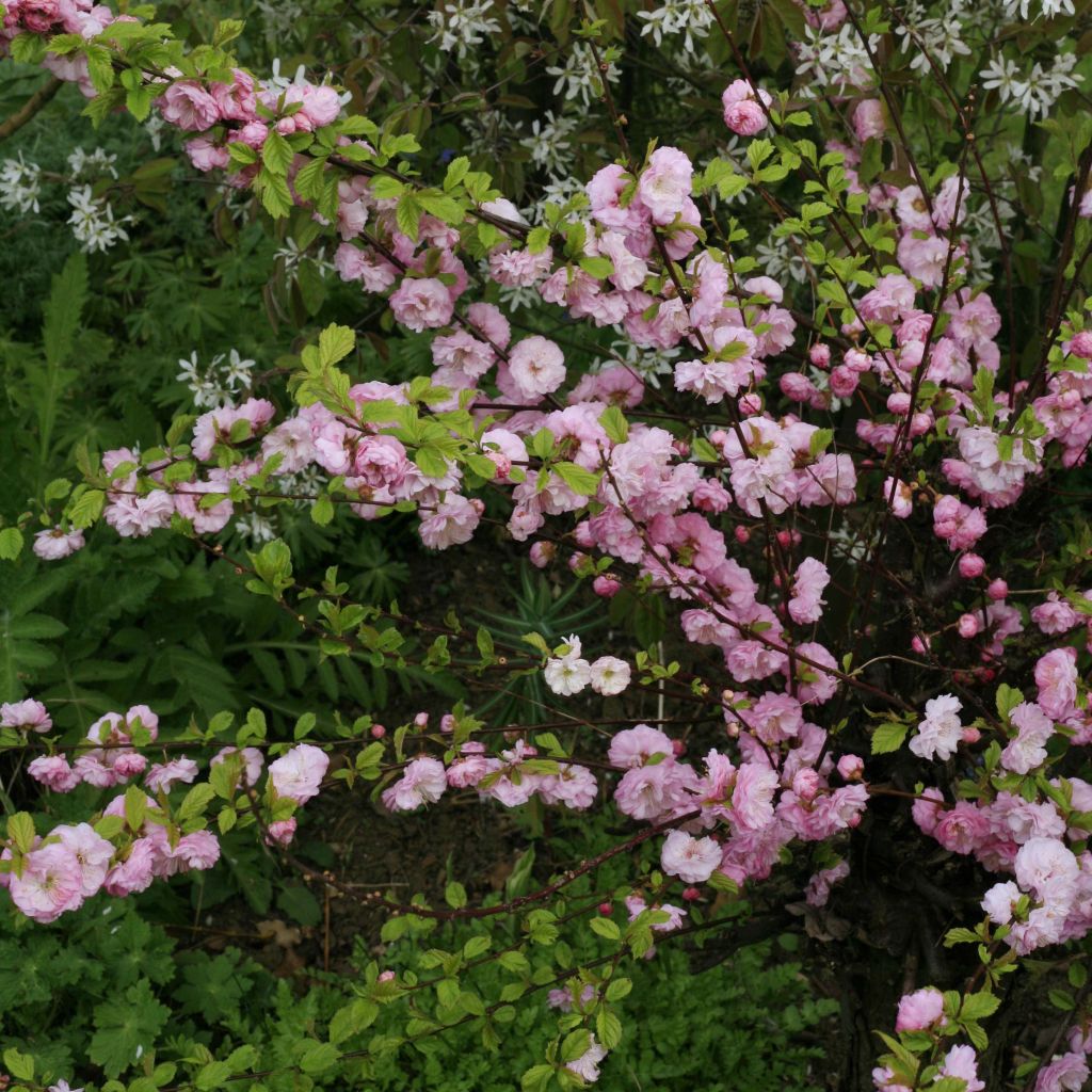 Amandier à fleurs - Amandier de Chine - Prunus triloba Multiplex