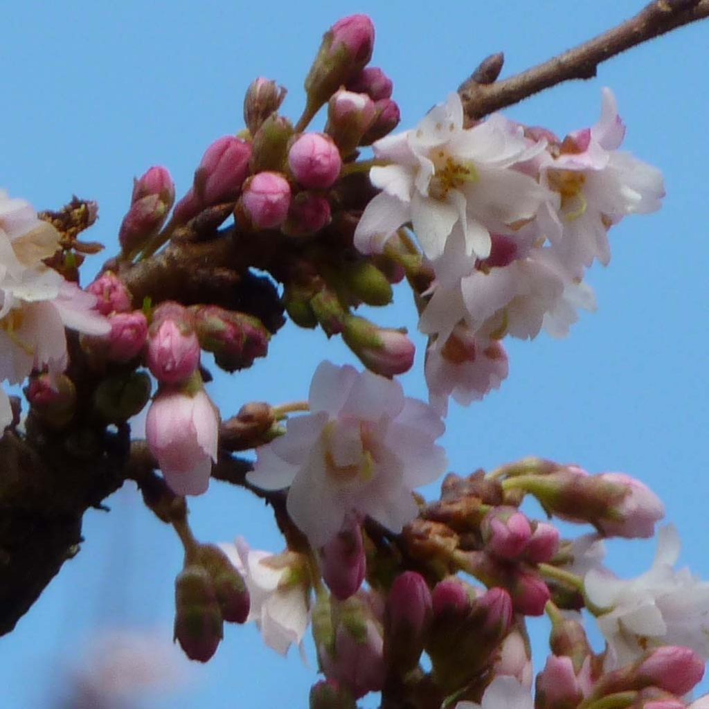 Prunus incisa (x) pendula Autumnalis Rosea