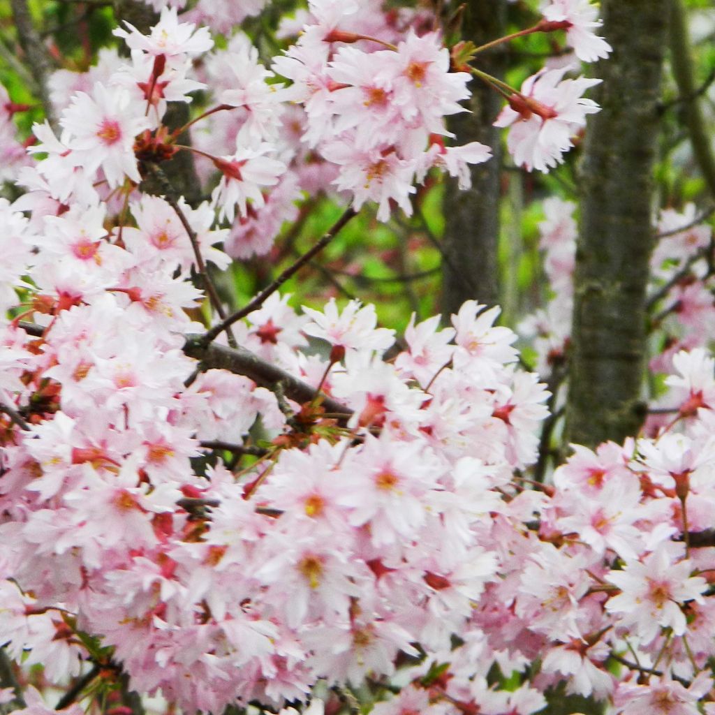 Prunus (x) subhirtella Fukubana