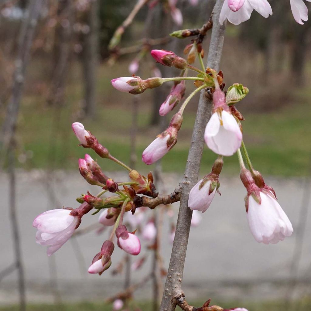 Prunus x yedoensis Shidare-Yoshino - Yoshino Cherry