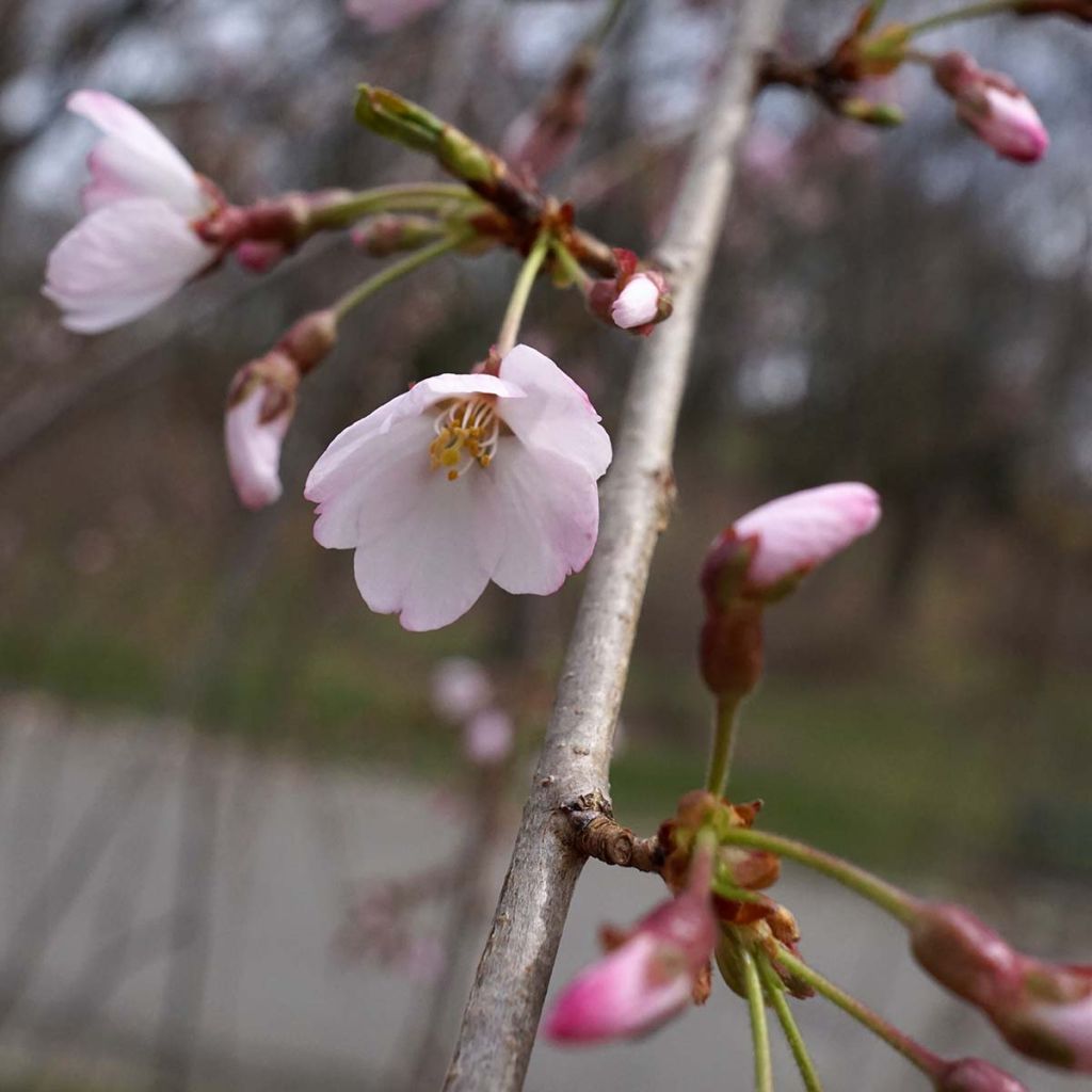 Prunus x yedoensis Shidare-Yoshino - Yoshino Cherry