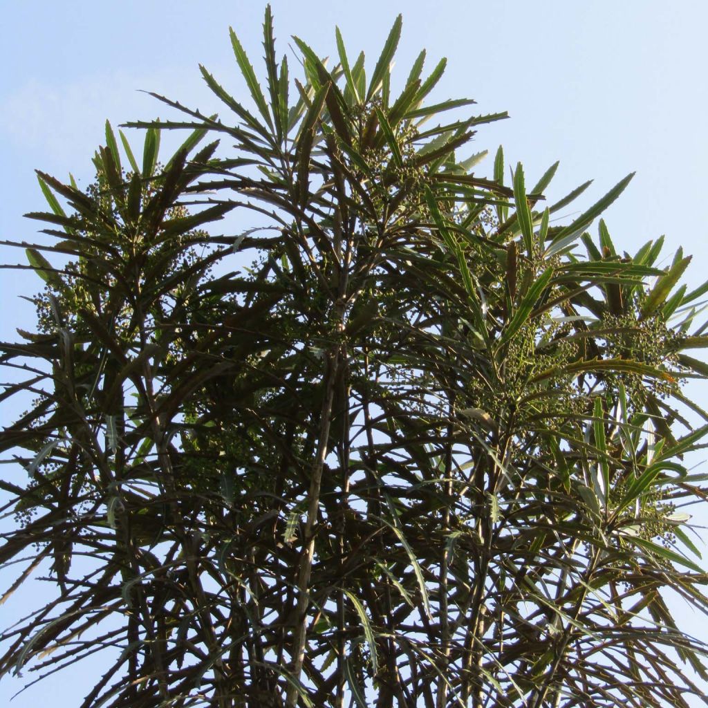 Pseudopanax crassifolius (crassifolium)