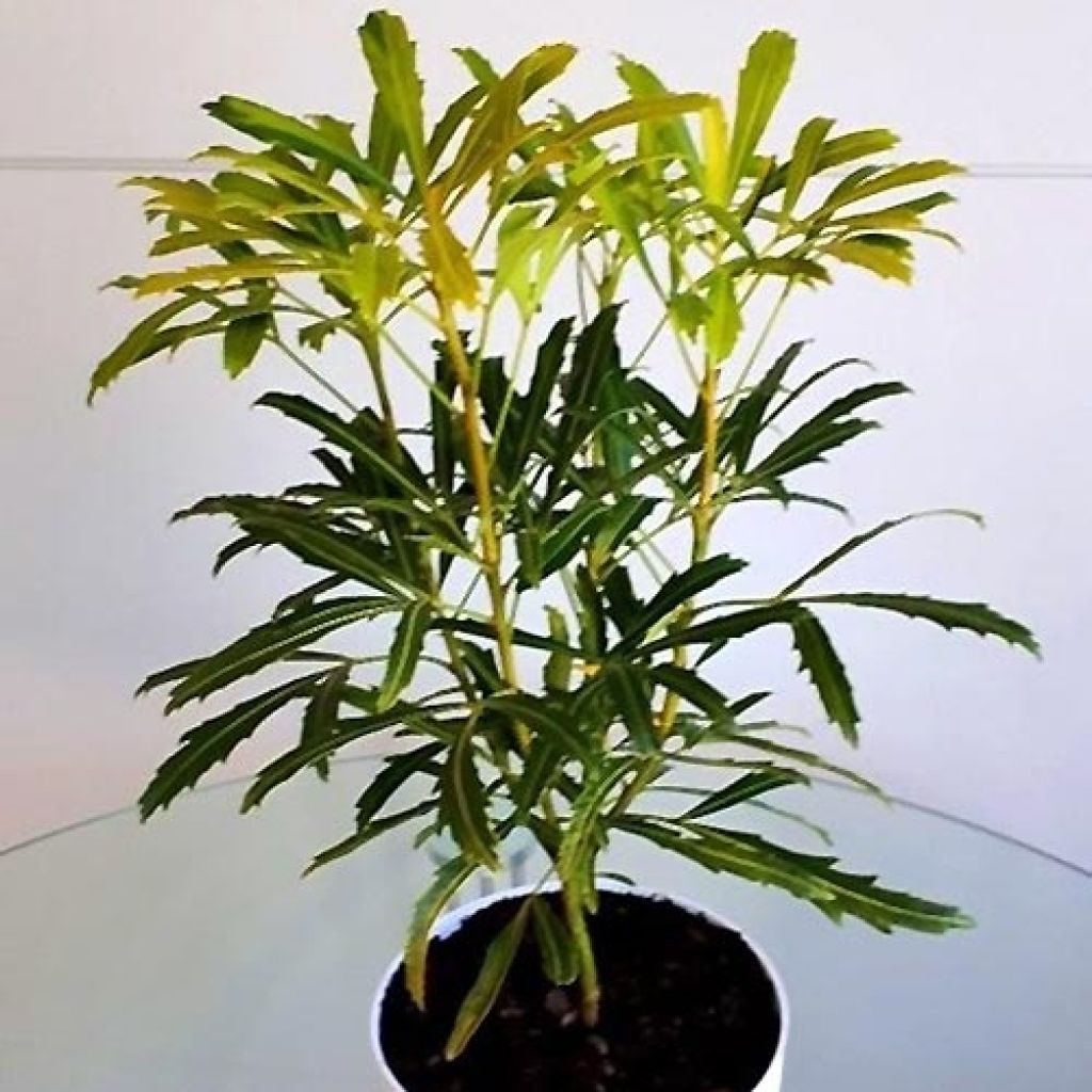 Pseudopanax lessonii Goldfinger