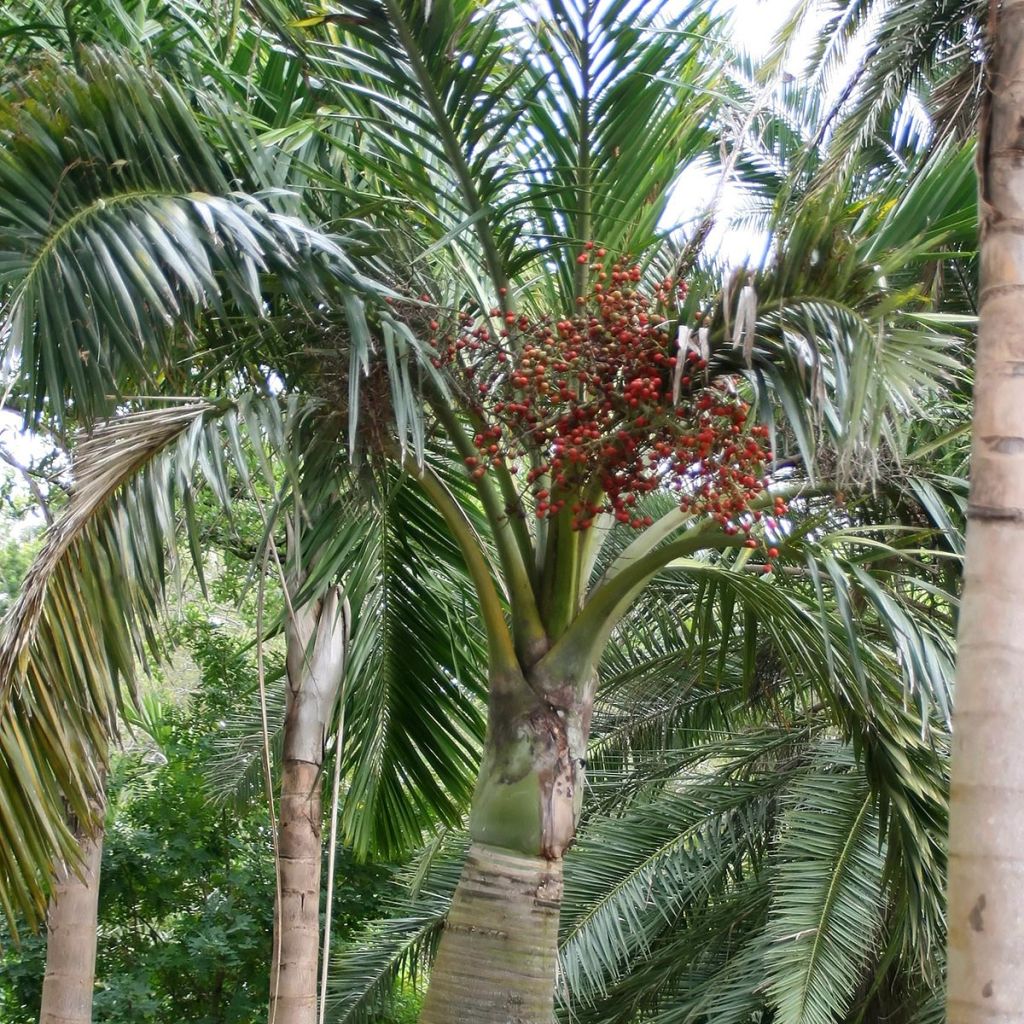 Pseudophoenix sargentii - Buccaneer Palm