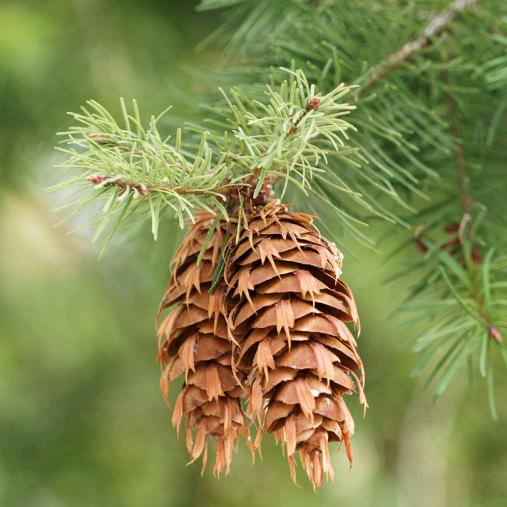 Pseudotsuga menziesii (= P.douglasii) - Pin Douglas, Pin d'Oregon, Sapin de Douglas