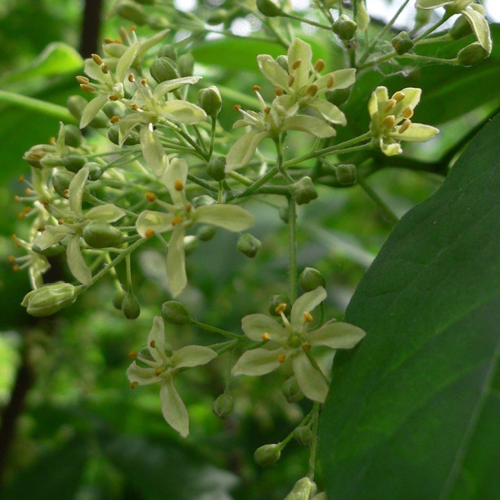 Ptelea trifoliata - Orme de Samarie