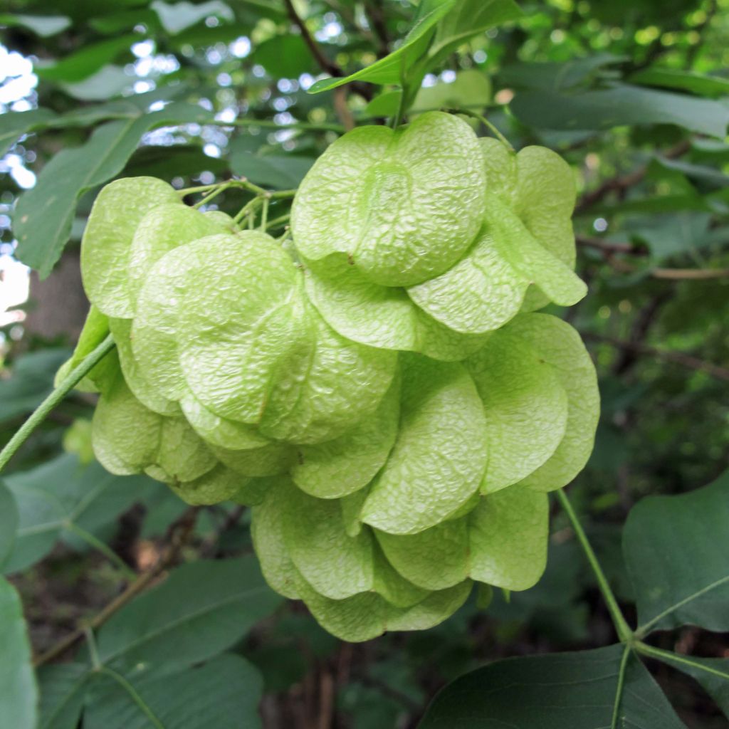 Ptelea trifoliata - Orme de Samarie